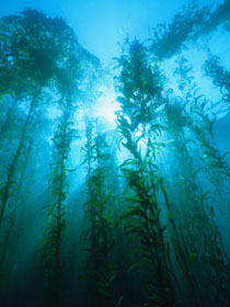 Kelp