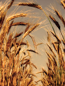 Barley