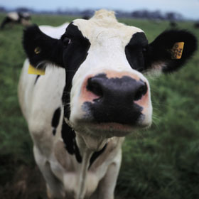 Dairy Products