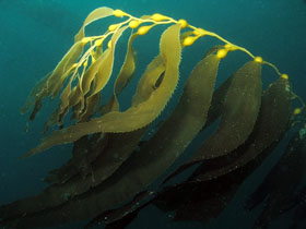Kelp